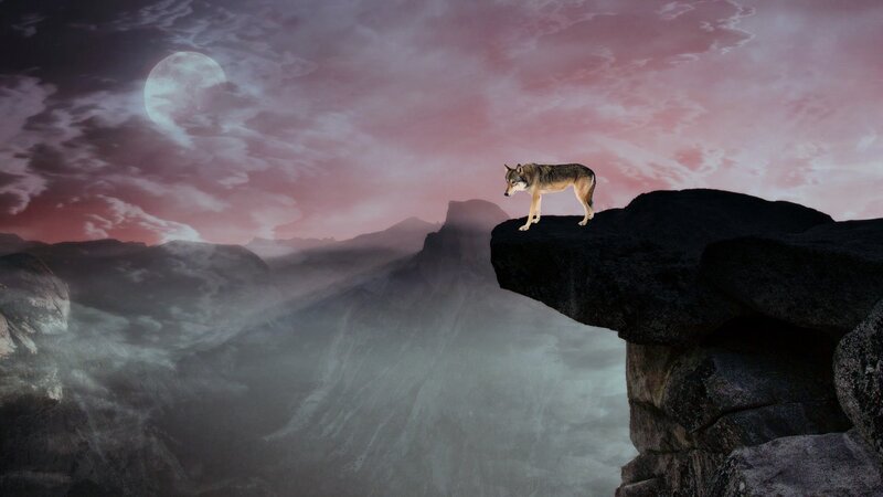 Wolf on a Cliff — Purple, Dramatic, Night