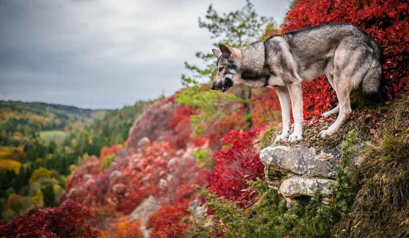 Wolf on a Cliff — Red