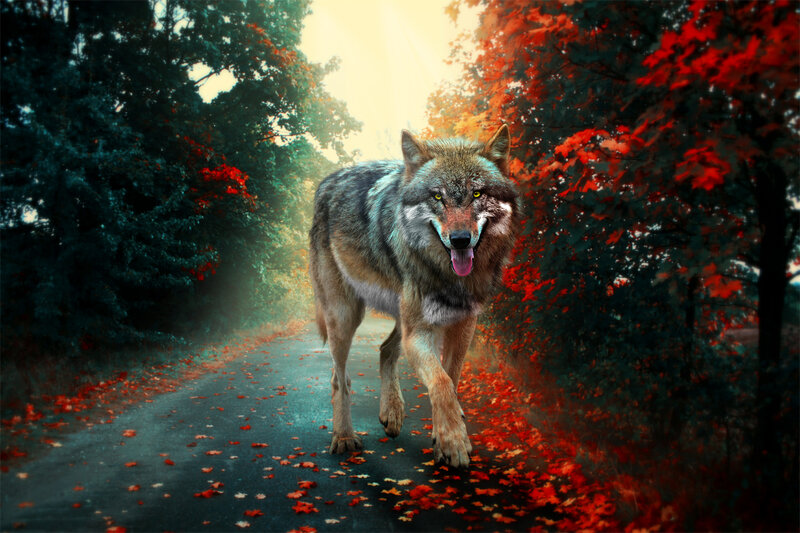 Wolf on a Forest Path