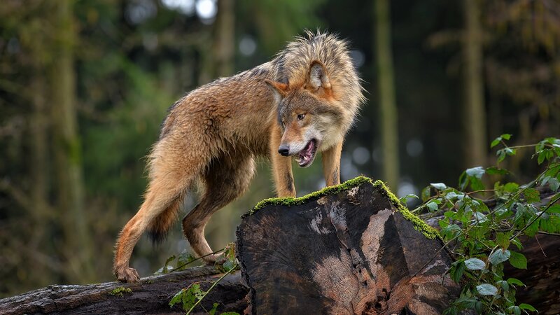 Wolf on a Log — Brown