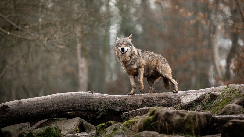 Wolf on a Log — Gray