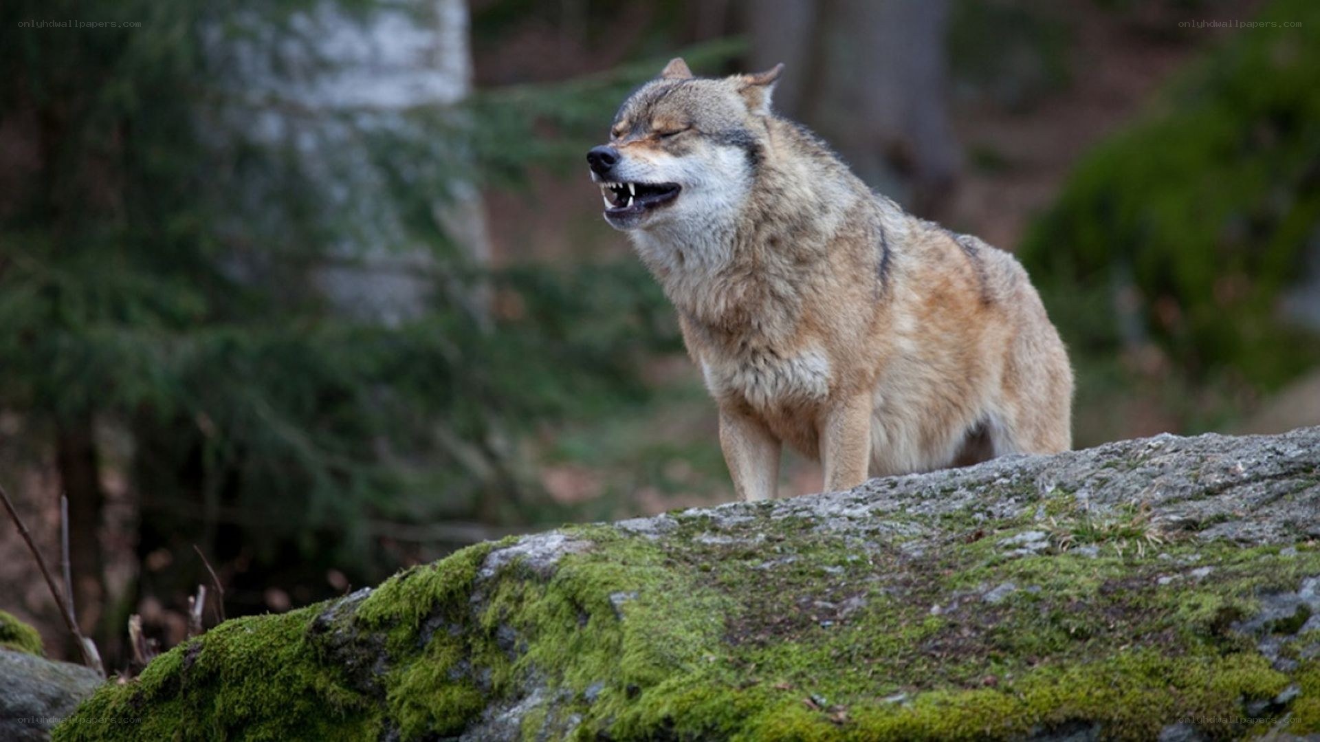 wolf on a mossy rock