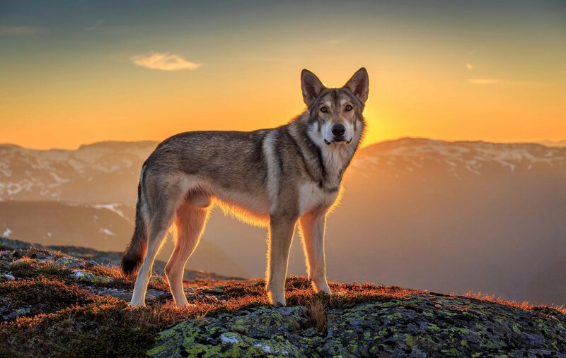 Wolf on a Mountain — Orange