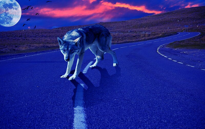 Wolf on a Road