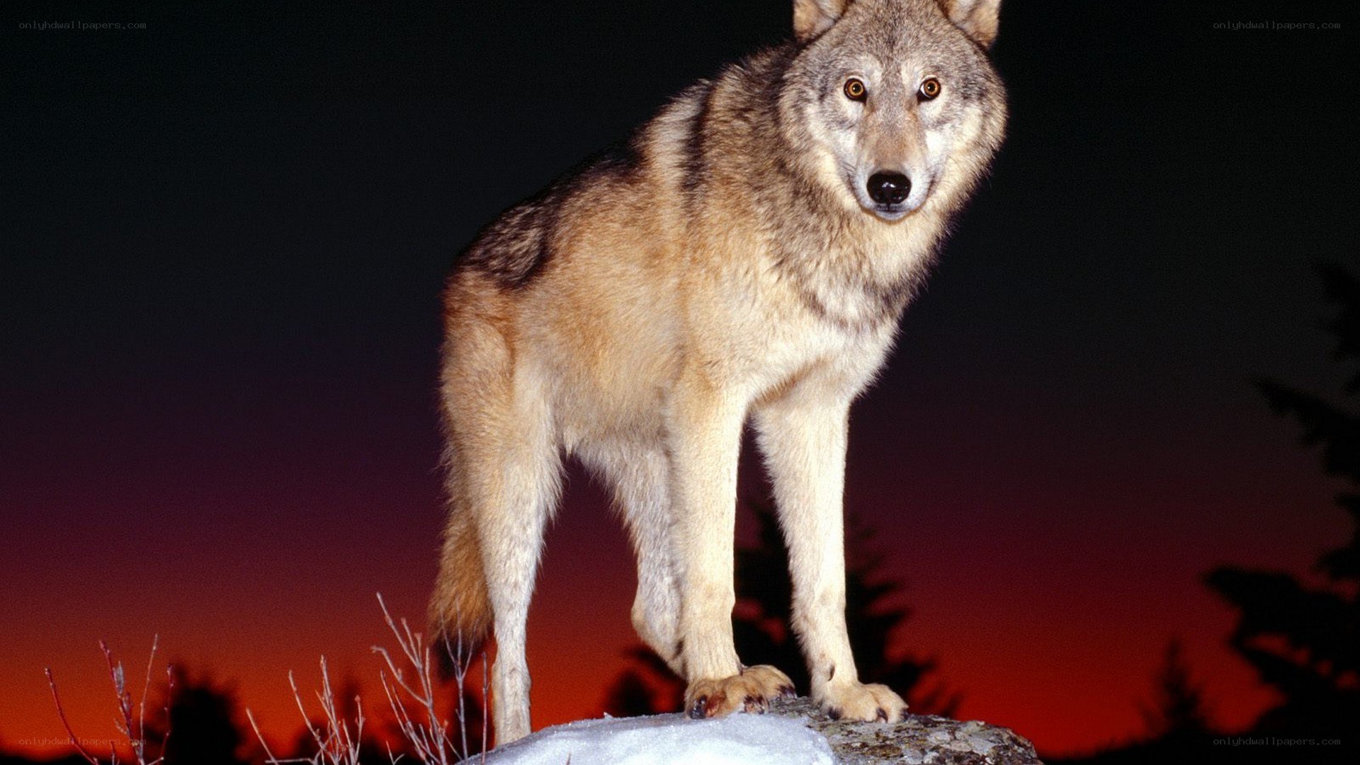 wolf on a rock at dusk
