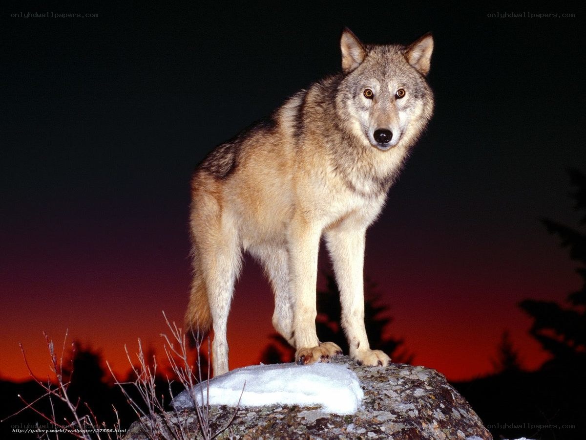 wolf on a rock at dusk
