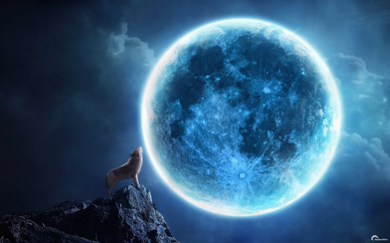 Wolf on a Rock — Blue, Dramatic