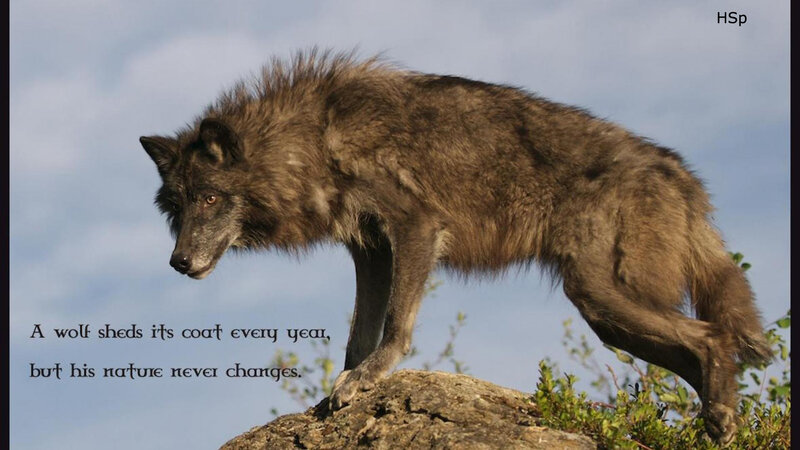 Wolf on a Rock — Brown, Serious