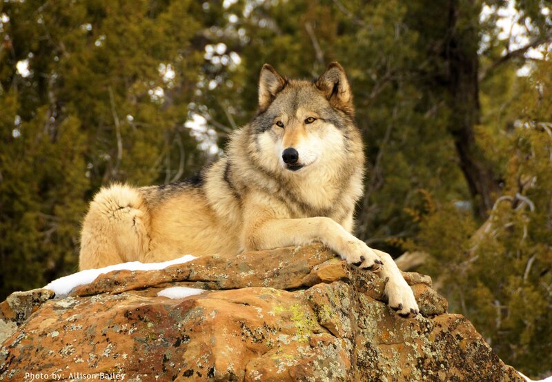 Wolf on a Rock — Brown