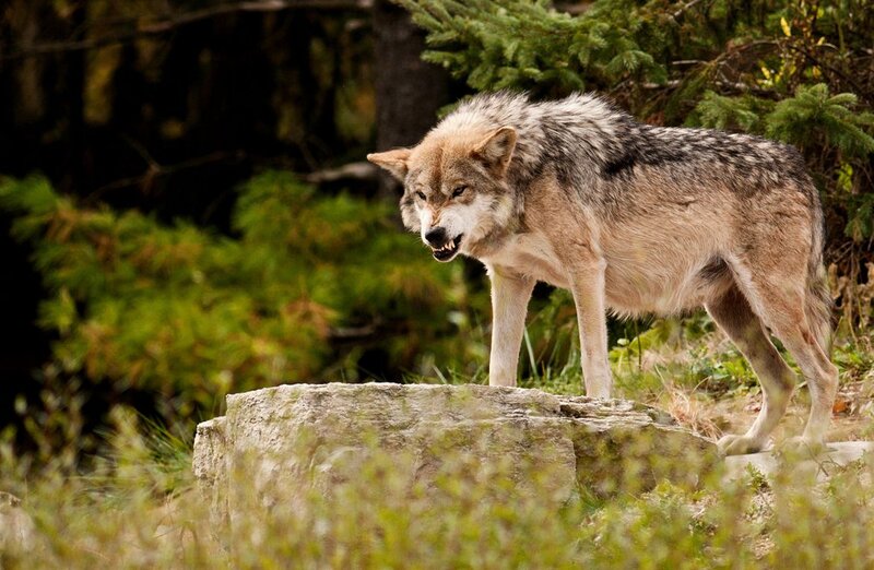 Wolf on a Rock — Gray, Alert, Afternoon