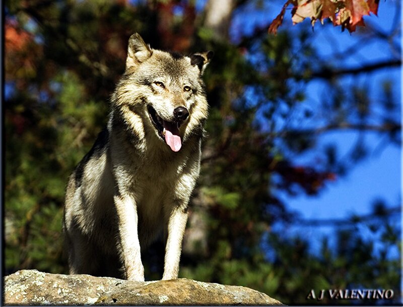 Wolf on a Rock — Gray, Alert