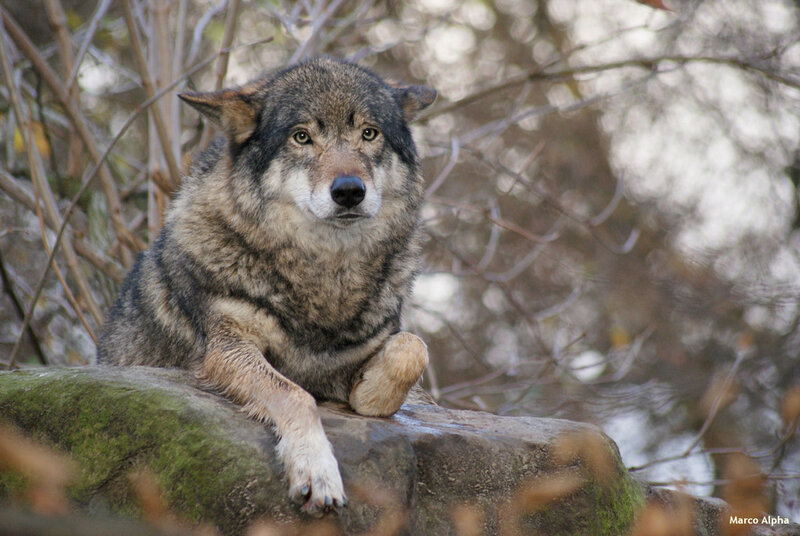 Wolf on a Rock — Gray, Calm, Autumn