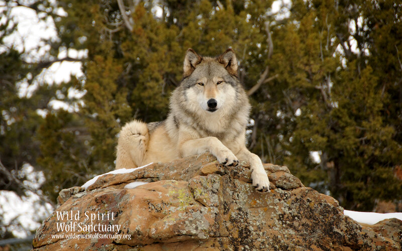 Wolf on a Rock — Gray, Calm