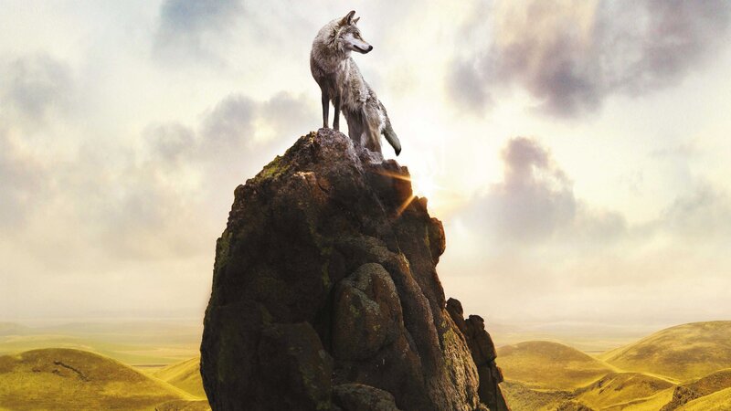 Wolf on a Rock — Gray, Dramatic, Sunrise