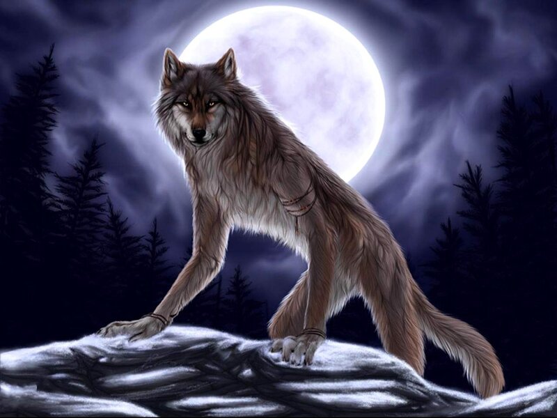 Wolf on a Rock — Gray