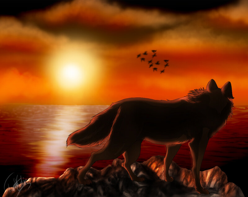 Wolf on a Rock — Orange