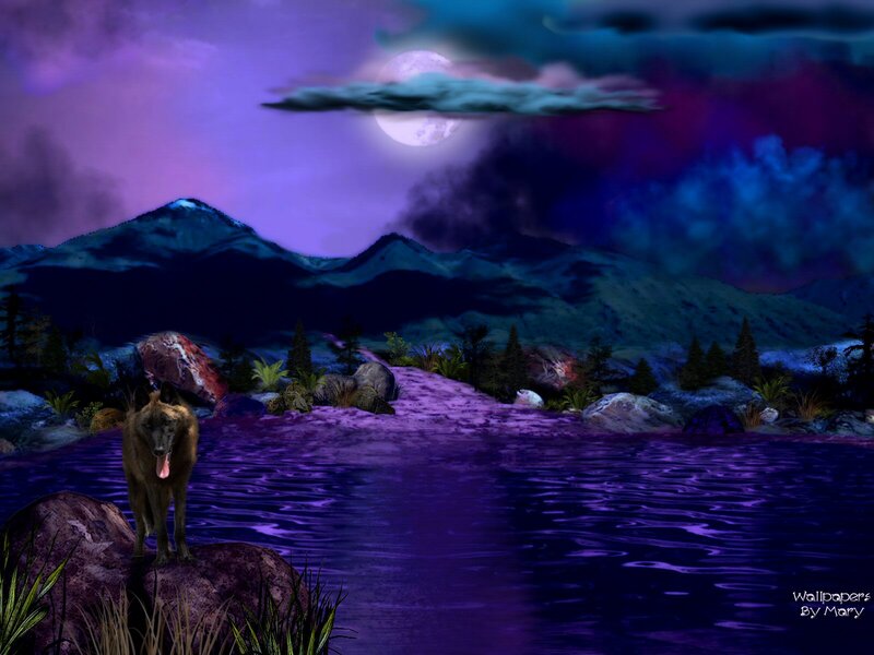 Wolf on a Rock — Purple, Dramatic