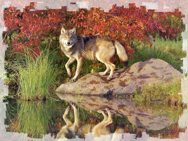 Wolf on a Rock — Red, Serene