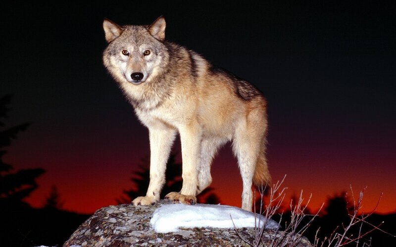 Wolf on a Rock — Red
