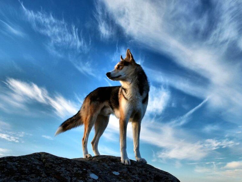 wolf on a rock