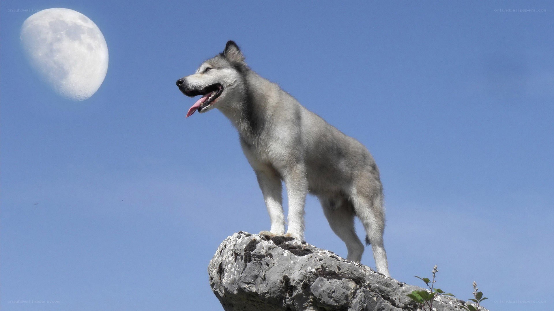 Wolf on a rock under the moon