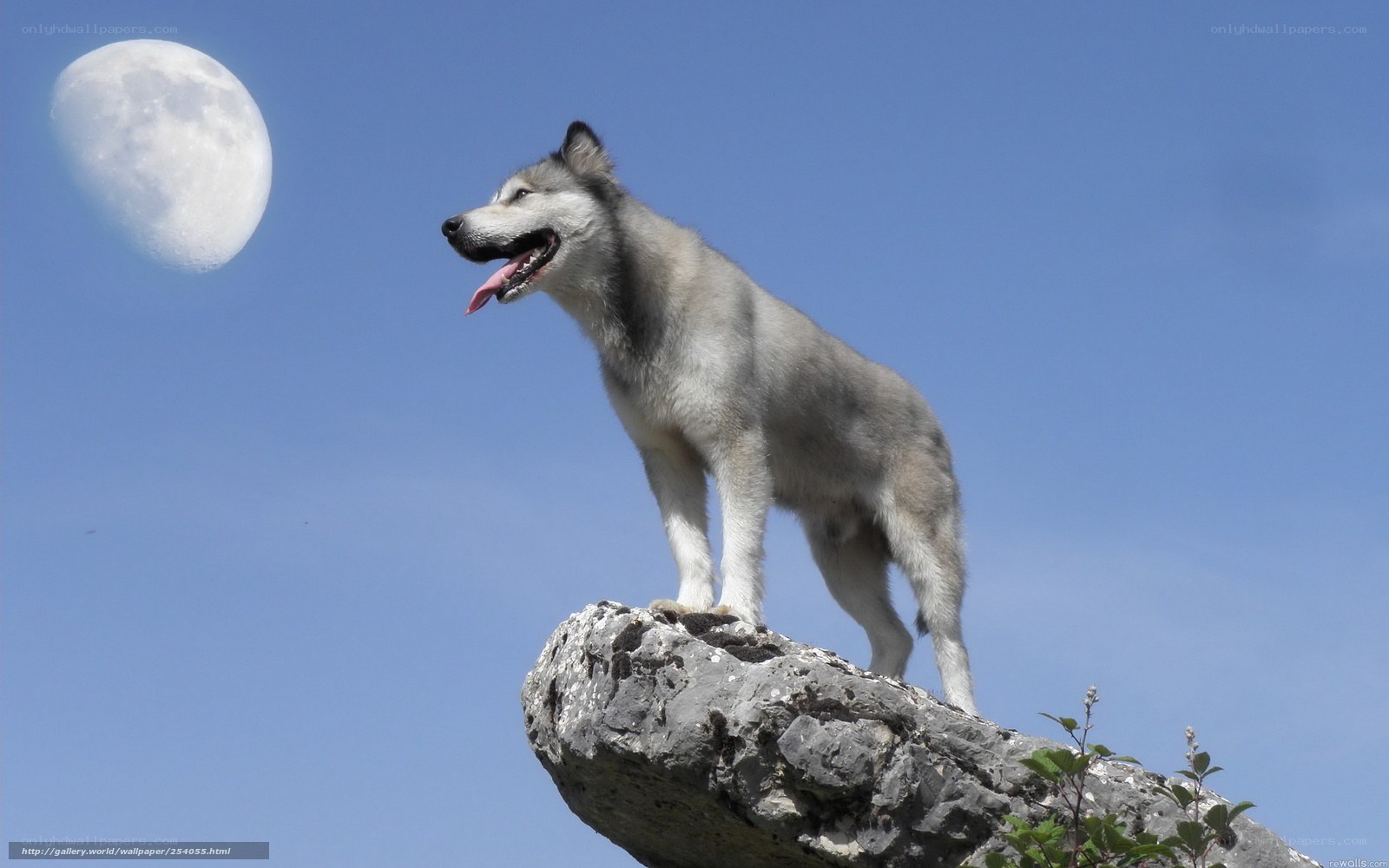 wolf on a rock under the moon