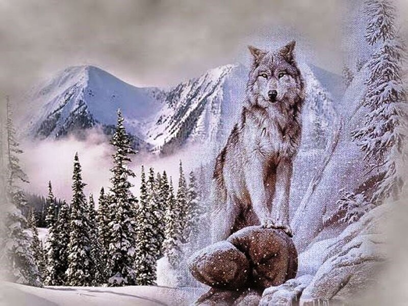 Wolf on a Rock — White, Serene