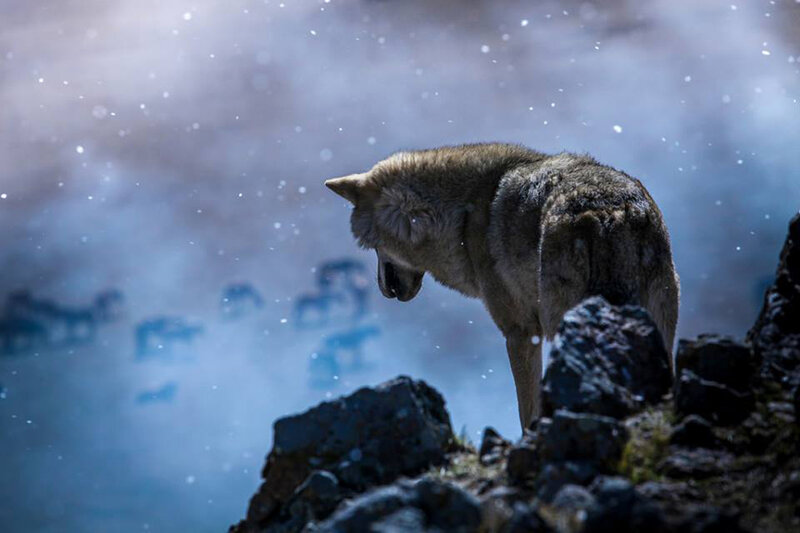 Wolf on a Rocky Cliff — Blue