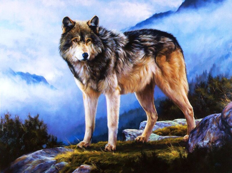 Wolf on a Rocky Cliff