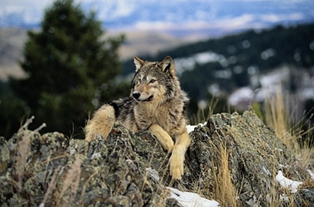 wolf on a rocky outcrop