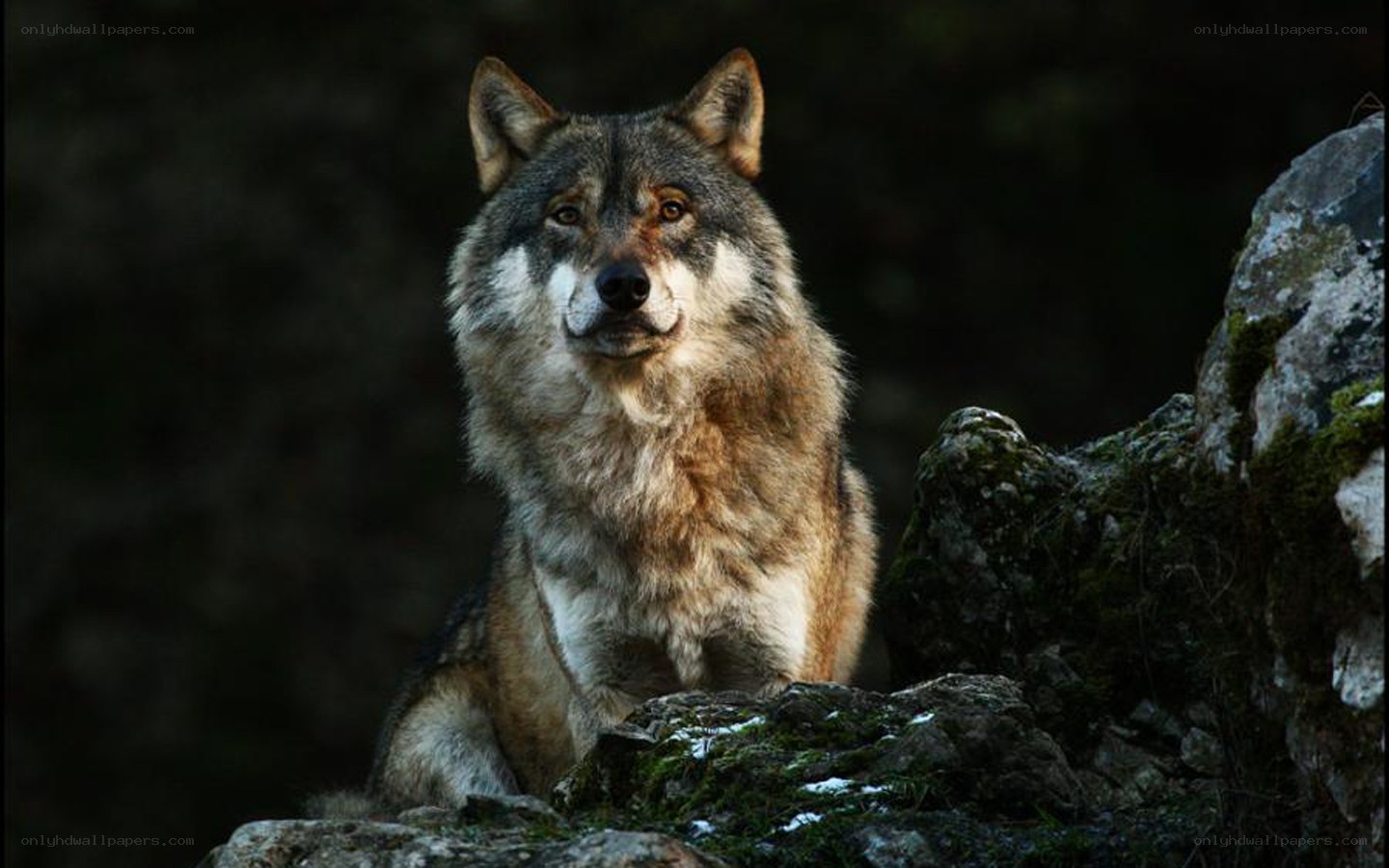 wolf on a rocky outcrop