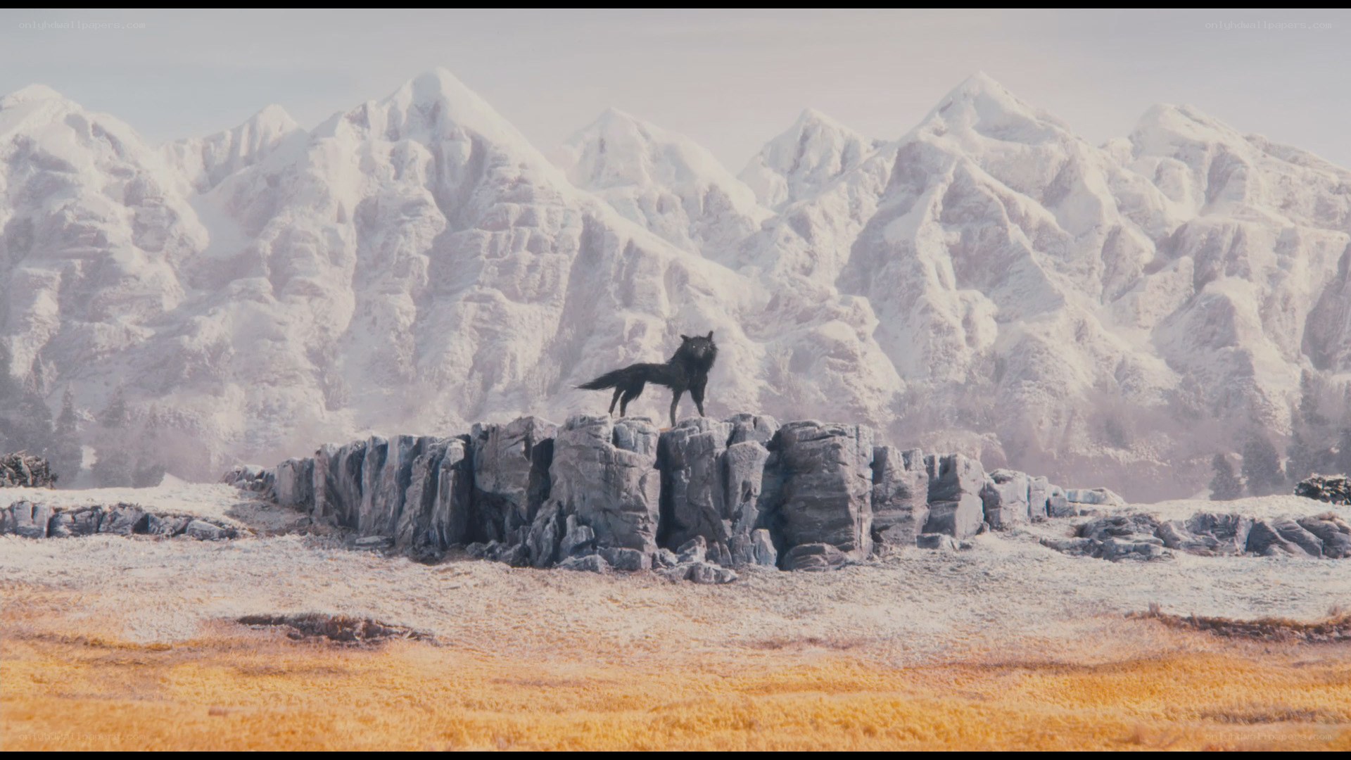 wolf on a rocky outcrop