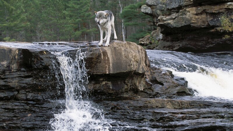 wolf on a rocky waterfall