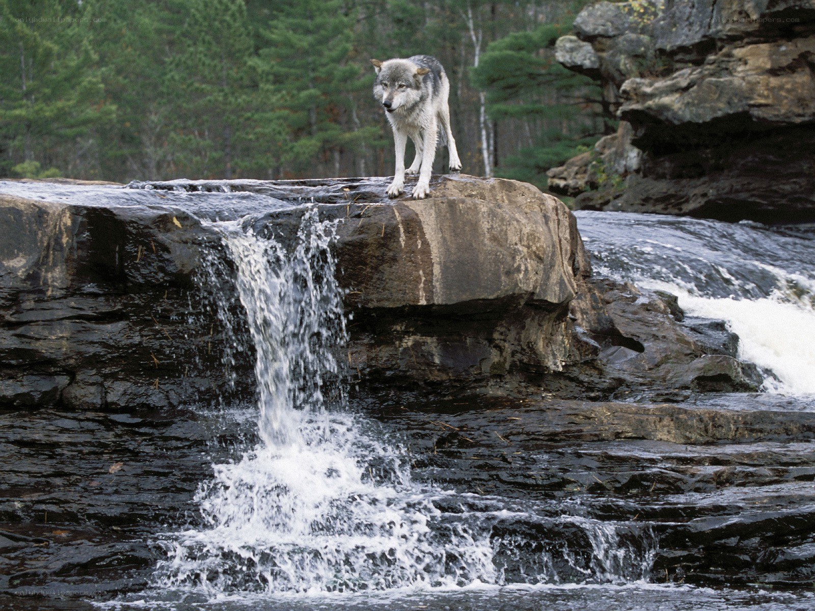 Wolf on a rocky waterfall