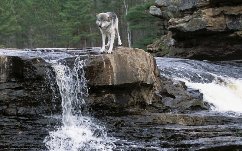 wolf on a rocky waterfall