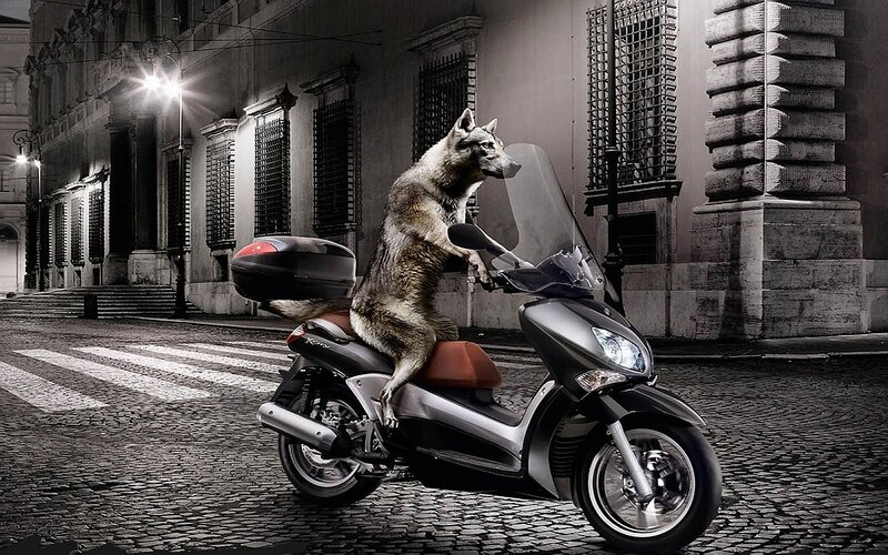 Wolf on a Scooter