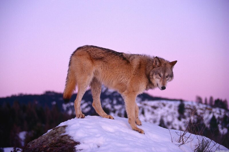 wolf on a snowy hill