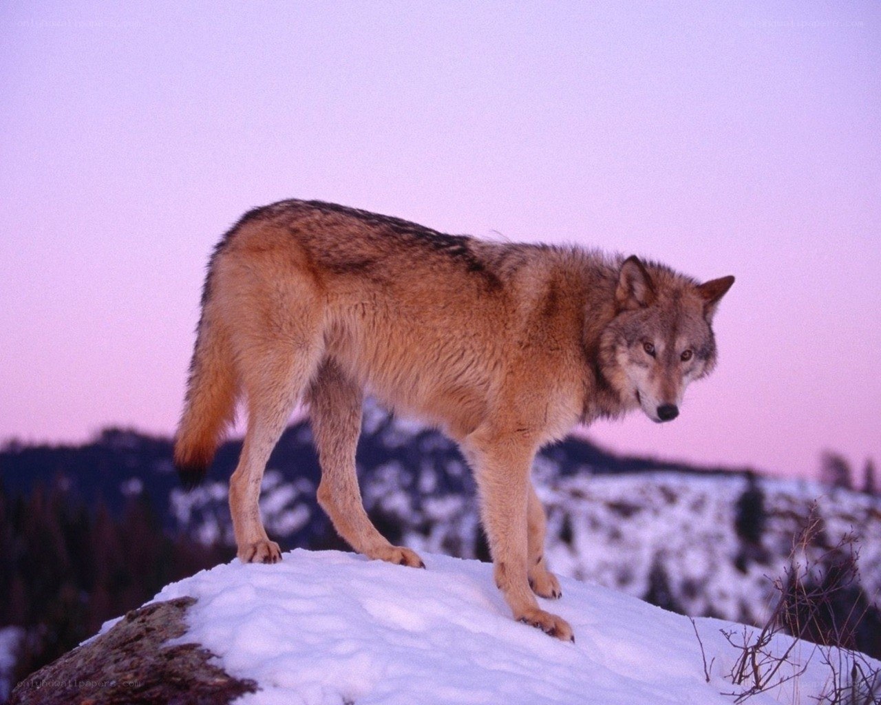 wolf on a snowy hill