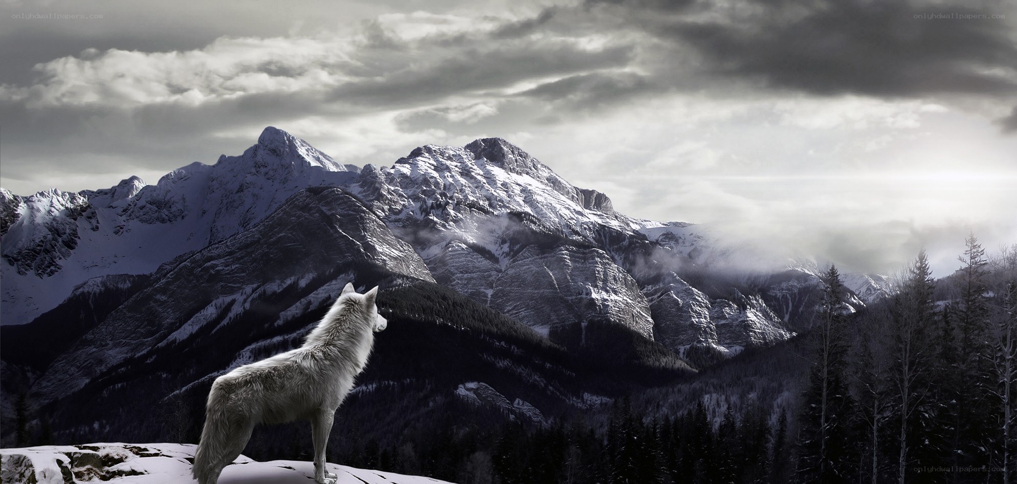wolf on a snowy mountain
