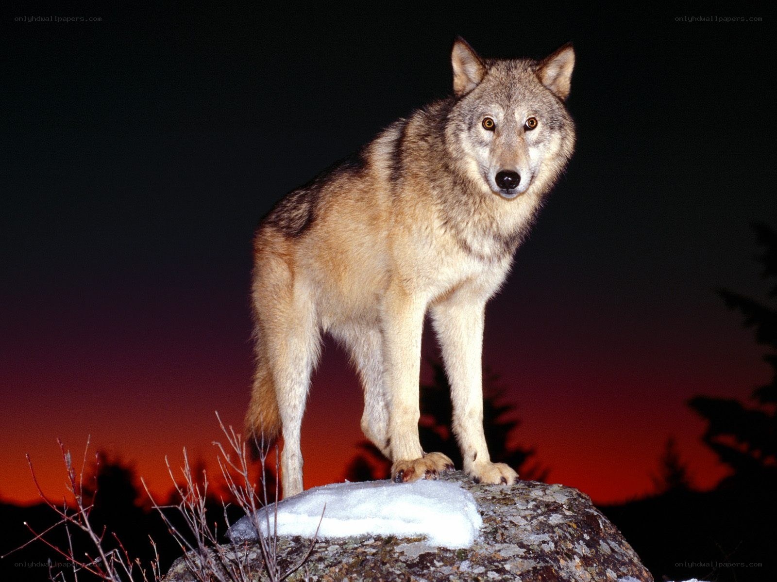 wolf on a snowy rock