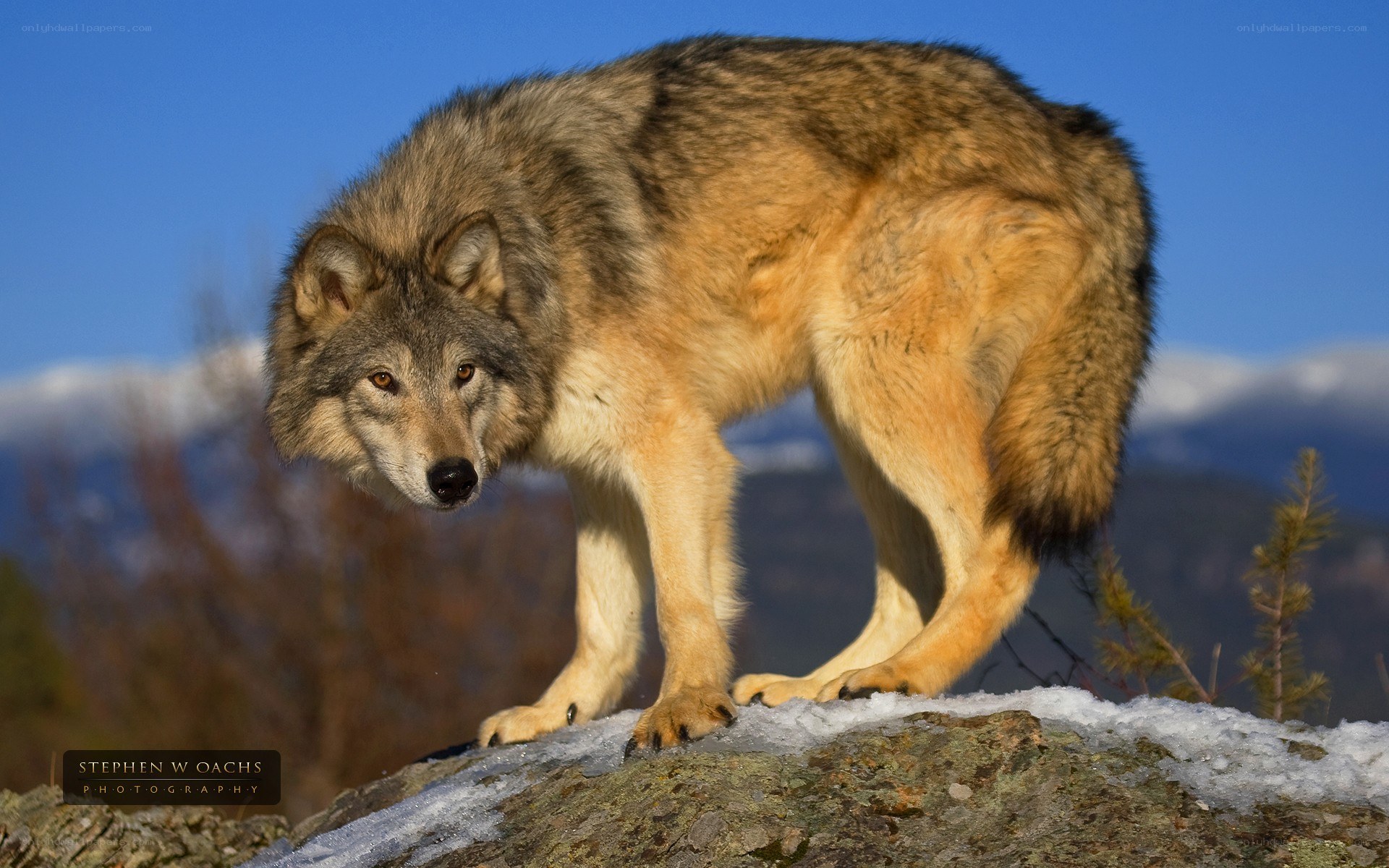 wolf on a snowy rock