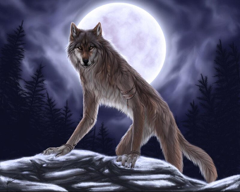 Wolf on a Snowy Rock — Gray