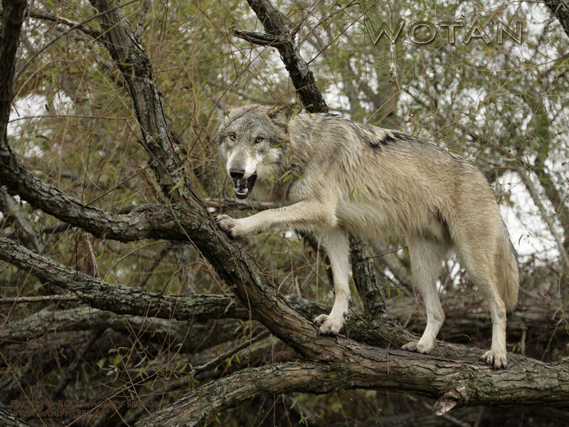 Wolf on a tree branch