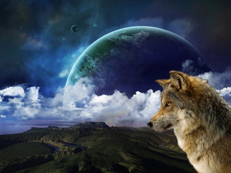 Wolf on Alien Planet — Blue