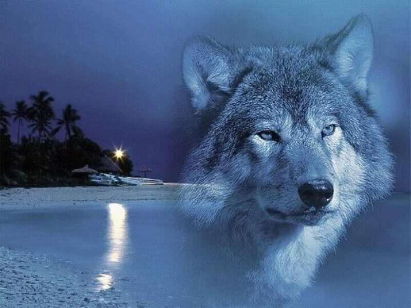 Wolf on Beach — Blue