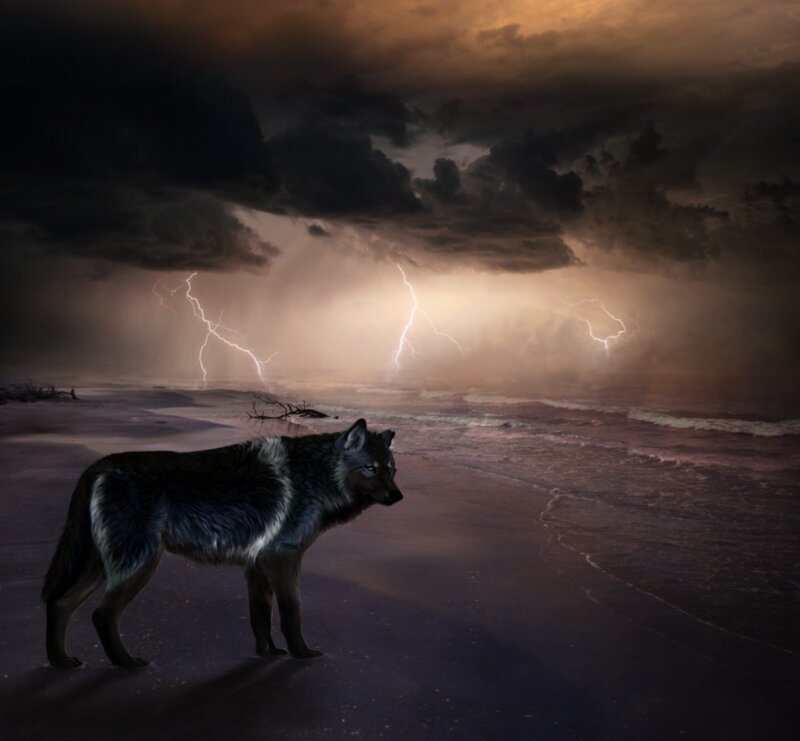 Wolf on Beach