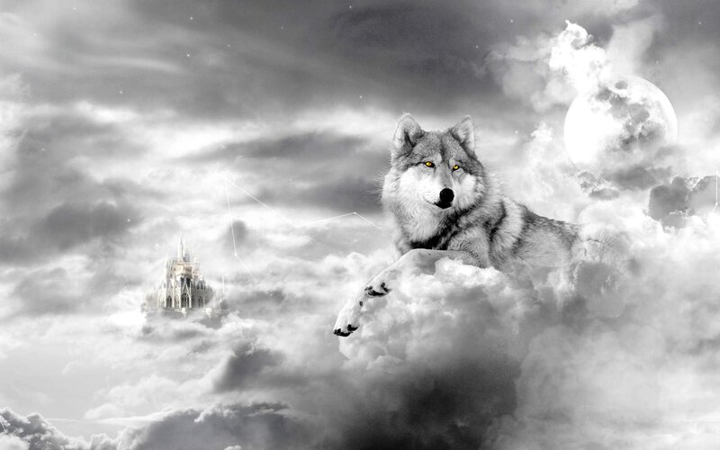 Wolf on Cloud