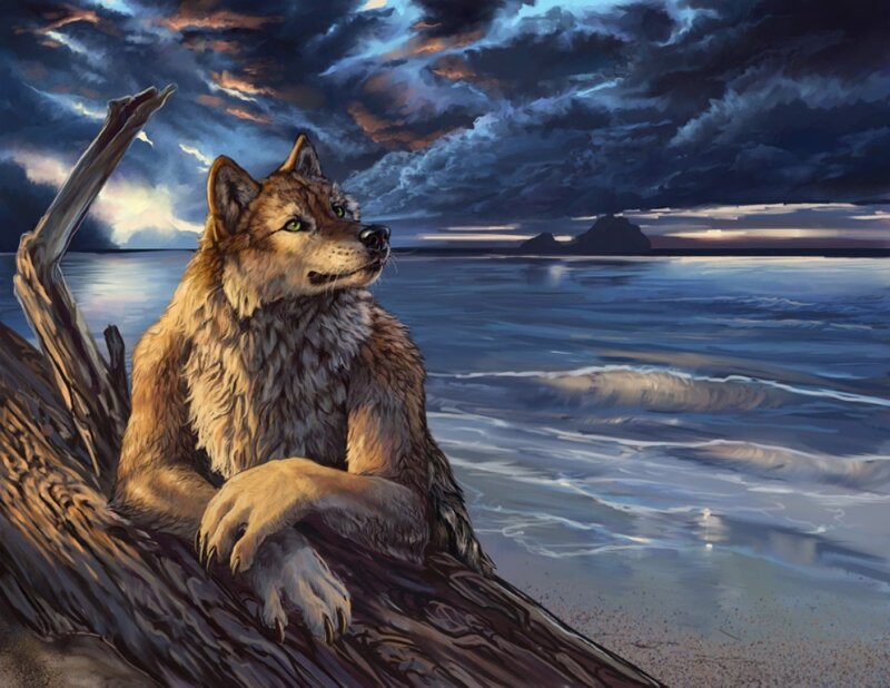 Wolf on Driftwood