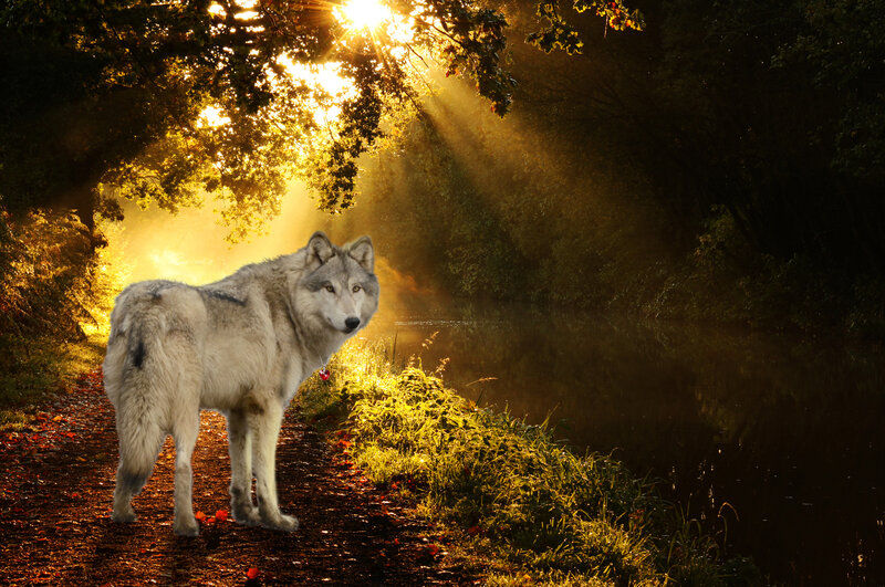 Wolf on Forest Path
