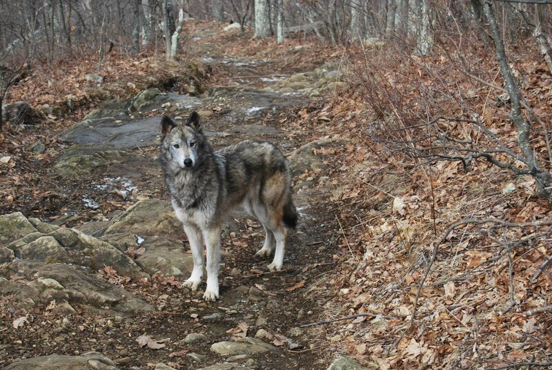 Wolf on Forest Trail — Brown